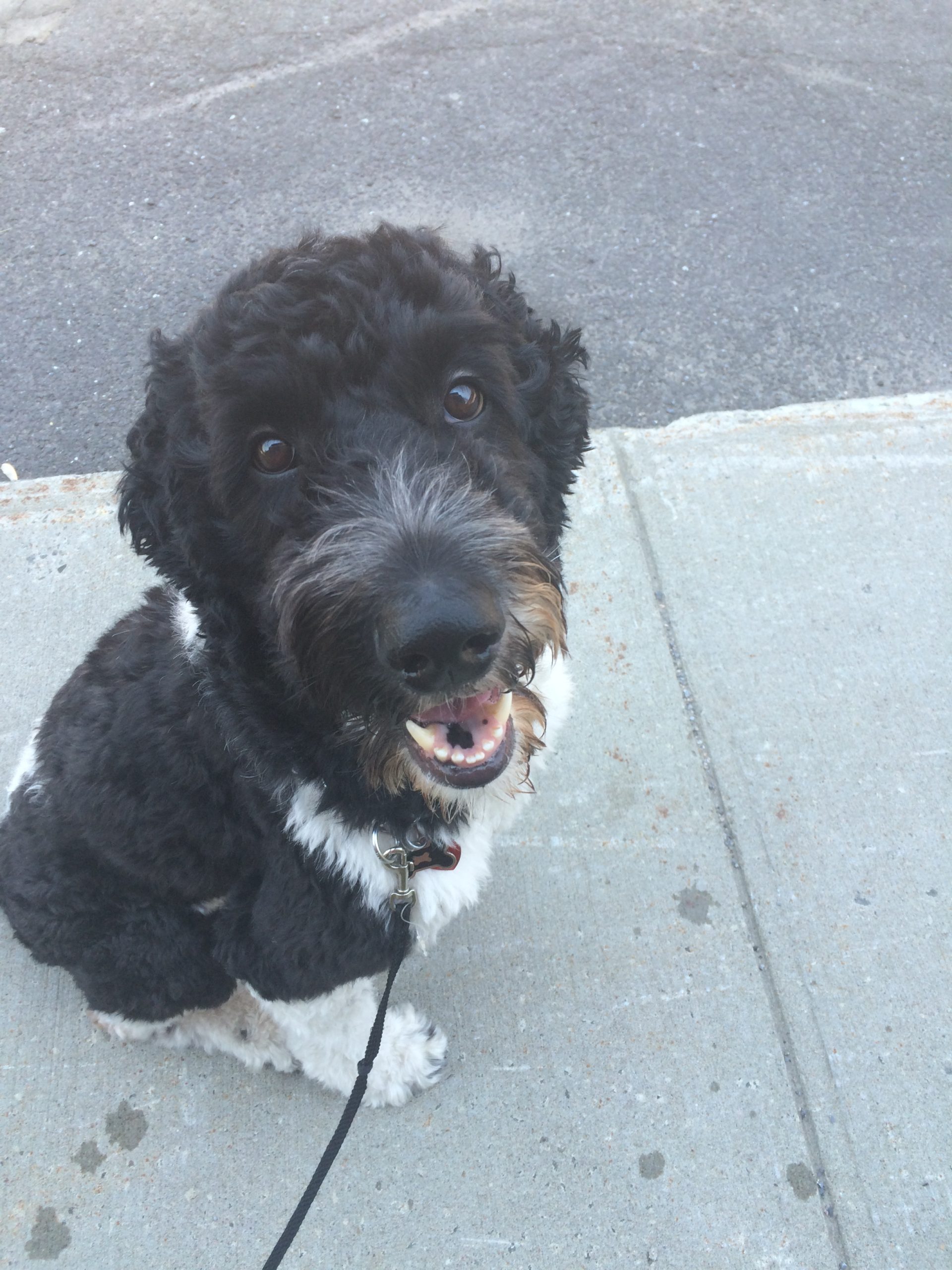 Black and White Goldendoodle Sitting